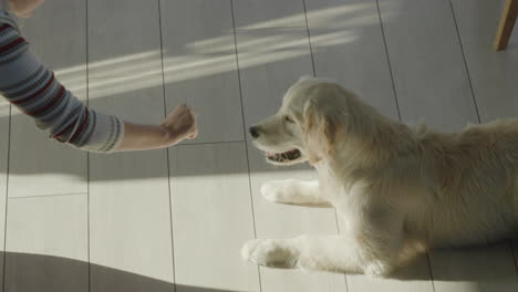 woman training a golden retriever puppy