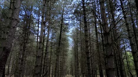 Creepy-Rendlesham-forest-aerial-view-moving-through-trees,-tilt-down-to-woodland-floor