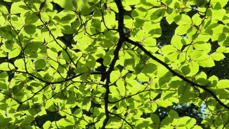 sunlight illuminates the lush green beech tree leaves gently swaying in the breeze, worcestershire, england