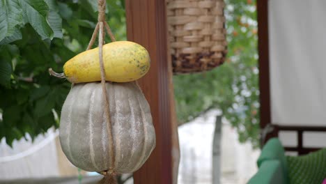 two gourds hanging from a tree branch