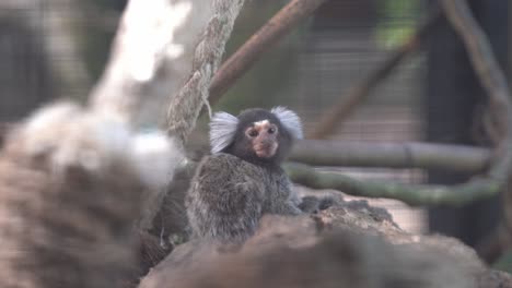 curious fluffy little common marmoset, callithrix jacchus, with white tufted ears wondering around its surroundings in an enclosed environment at wildlife sanctuary, close up shot