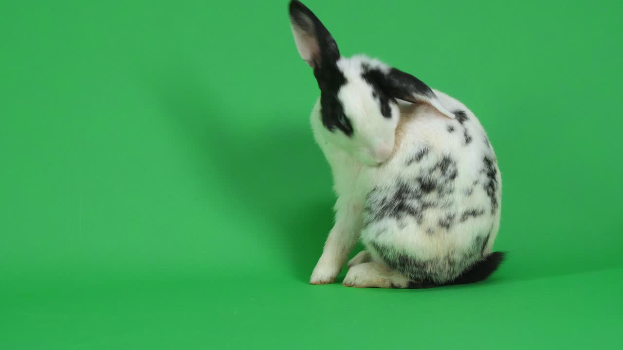 Black and White Spotted Rabbit on Green Screen