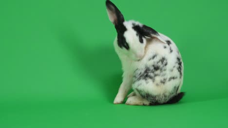 black and white spotted rabbit on green screen