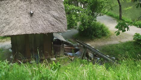 thatched building with water flowing out of bamboo pipe into watermill bucket in shirakawago