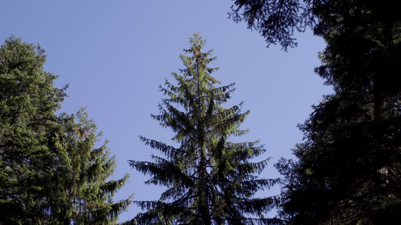 강한 불에 흔들리는 소나무