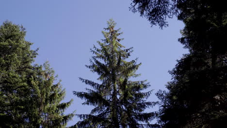 A pine that sways from a strong fire