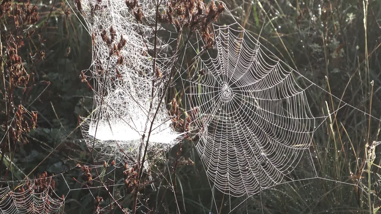 거미줄, 아침 이슬, 디자인
