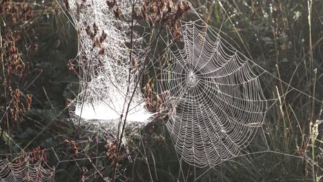 cobweb, morning dew, design