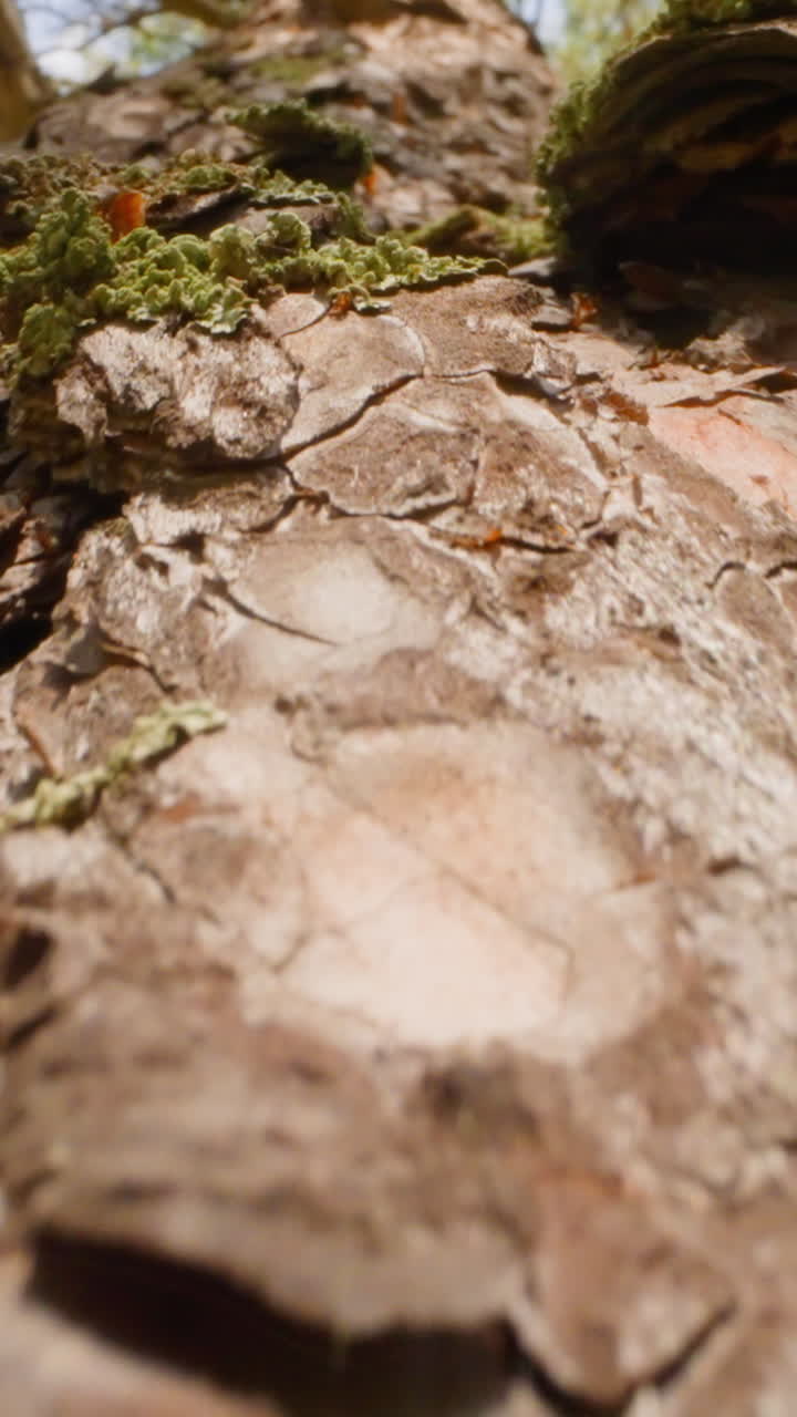 Large evergreen tree with exfoliated bark and green lichen. Red petals scattered on trunk slow motion. Probe lens shot of coniferous plant macro bottom view