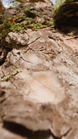 large evergreen tree with exfoliated bark and green lichen. red petals scattered on trunk slow motion. probe lens shot of coniferous plant macro bottom view