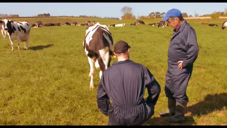 two cattle farmers interacting with each other in the field