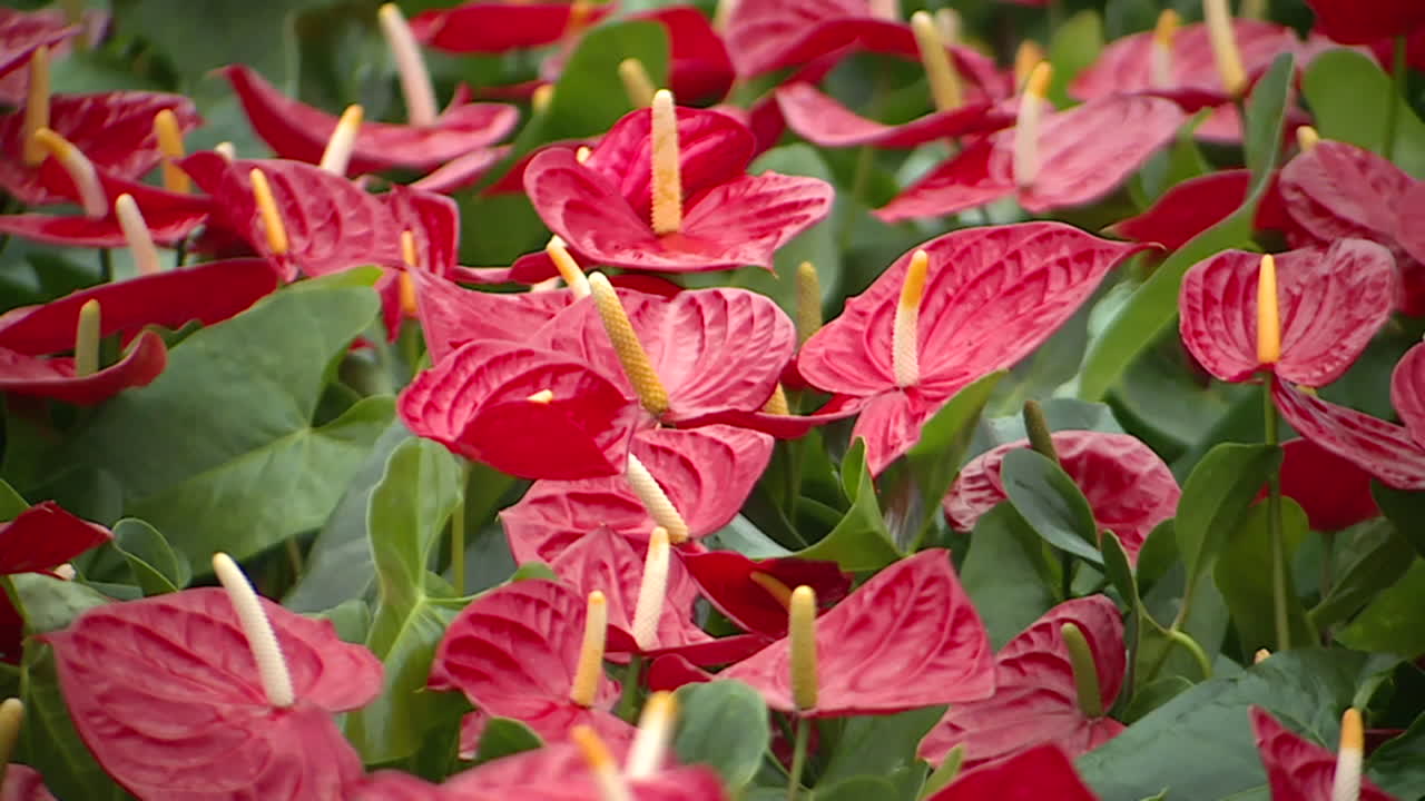 flores de anturio rojo