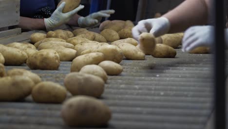 las patatas frescas están siendo clasificadas por un equipo de trabajadores agrícolas