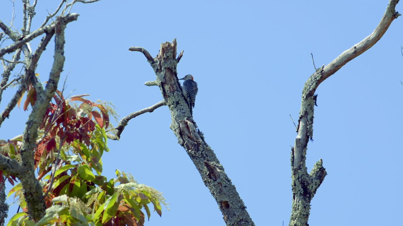나무 줄기와 가지에 붉은 배 딱따구리