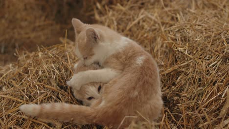 two ginger little kittens biting and playing at the barnyard