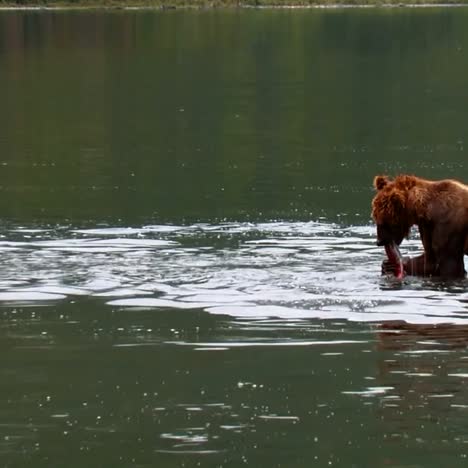 科迪克熊 (ursus arctos middendorffi) 在阿拉斯加湖中捕捉和吃鲑鱼