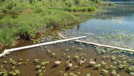 canadian geese swing in pond with lilies