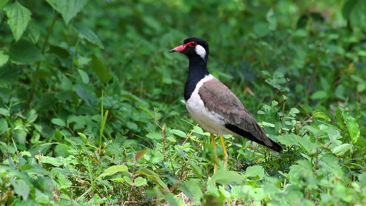 el avefría de barbas rojas es una de las aves más comunes de tailandia