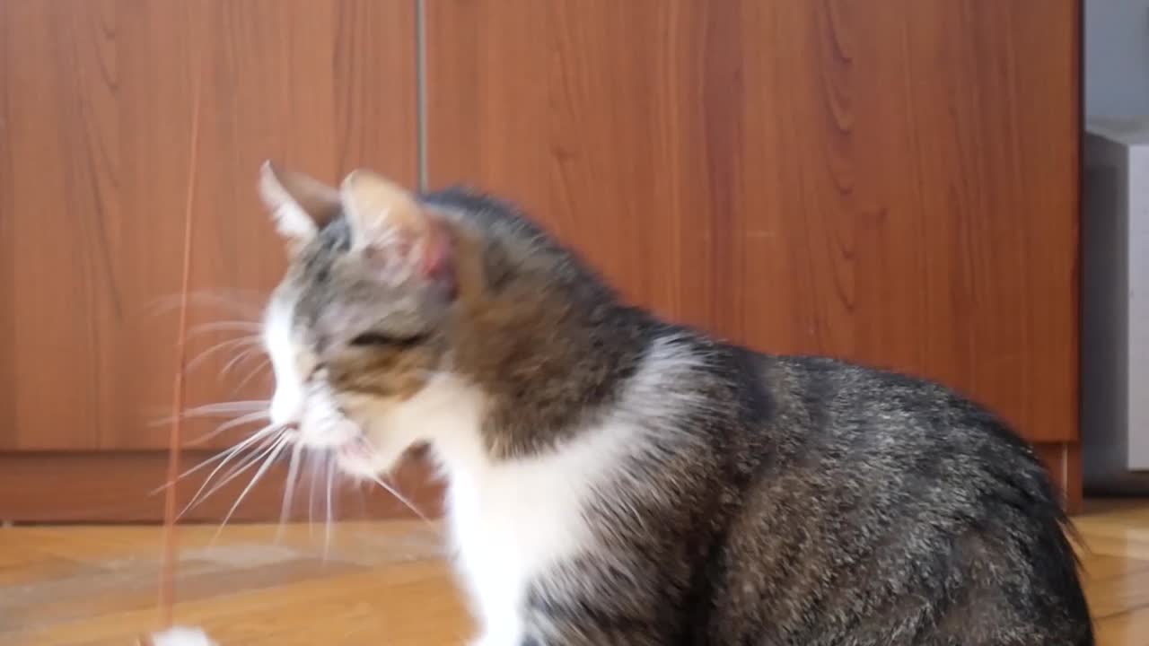 바닥에서 노는 고양이