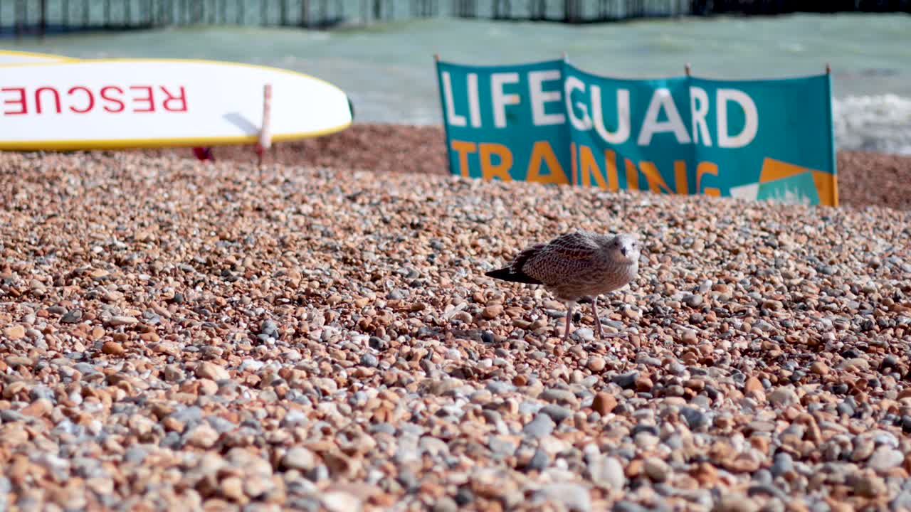 해파리 가 구명병 훈련 표지판 근처 에서 고 있다