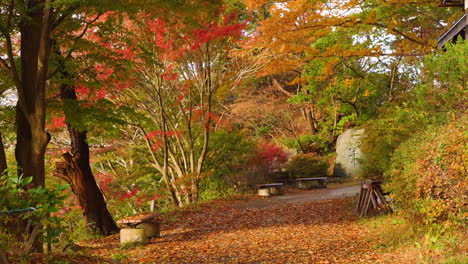 park of maple trees. autumn landscape windy day.