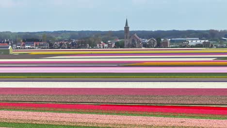 Antena-Panorámica-De-Hermosos-Y-Coloridos-Campos-De-Tulipanes-Con-Capilla-Y-Ciudad-Al-Fondo