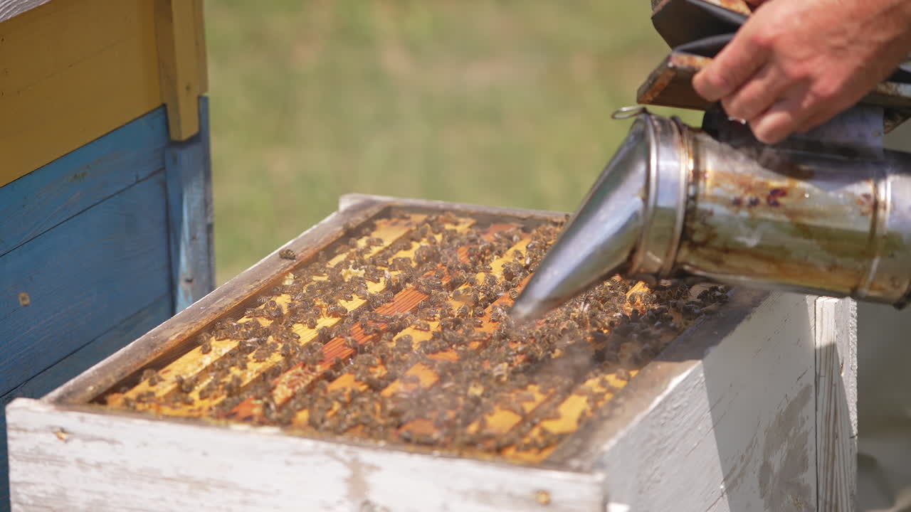 Opened wooden beehive at apiary. Bee family swarming in the hive. Apiculturist uses smoker and metal tool at work. Close up.