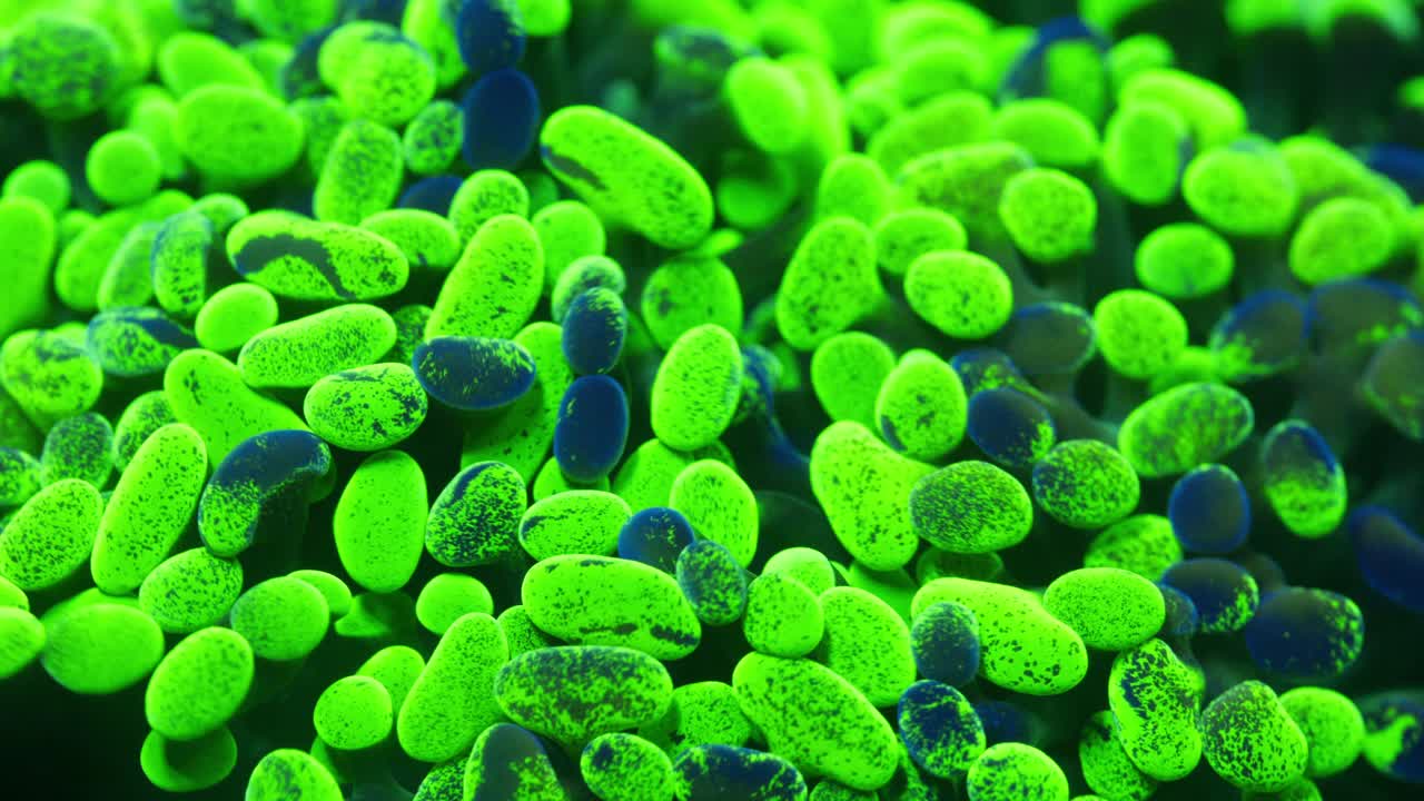 Macro shot of Paraancora coral under actinic lighting, showing bright green tentacle ends with deep blue speckles and irregular splotches across fleshy surface in reef aquarium