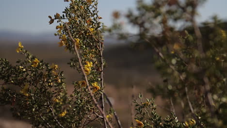 Blumen-Wehen-Im-Wind-Im-Wüsten-Jjoshua-Tree-Nationalpark