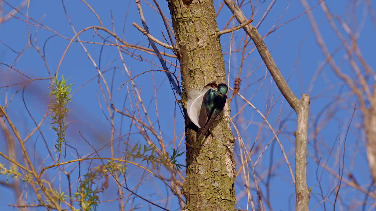 A fine spring morning made majestic by purple martins soaring in slow motion.