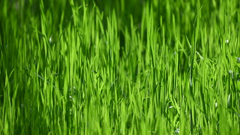 backlit grass abstract background spring