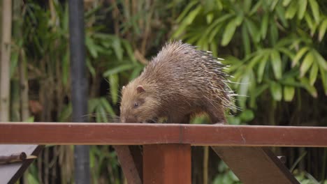 porcupino sunda o porcupino javanés. en primer plano