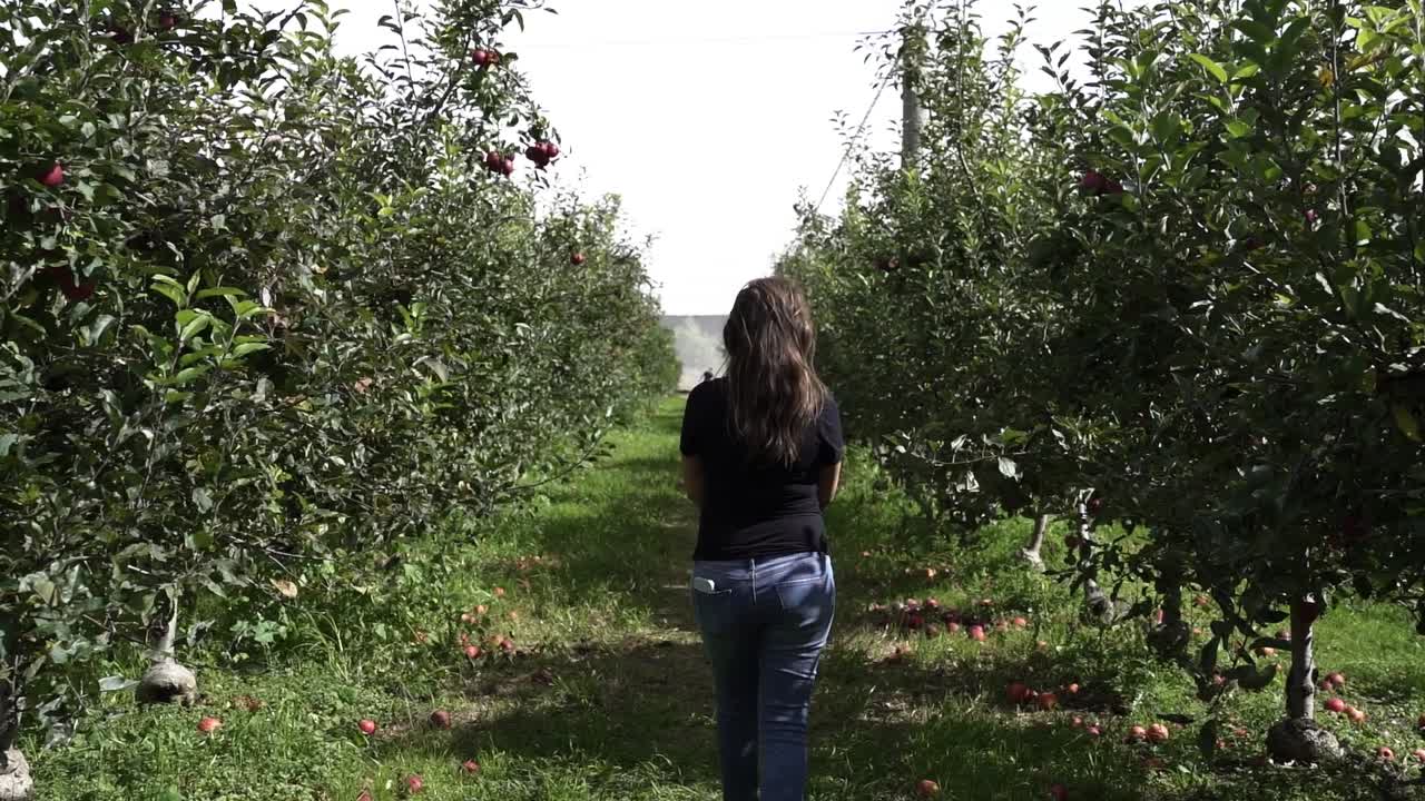 vista posterior de una mujer del sur de asia caminando a través de filas de manzanos en el huerto con frutas caídas en el suelo