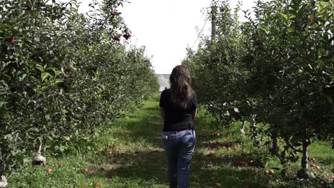 Back-View-Of-South-Asian-Woman-Walking-Through-Rows-Of-Apple-Trees-In-The-Orchard-With-Fallen-Fruits-On-The-Ground