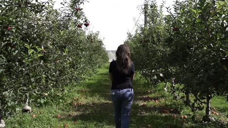 back view of south asian woman walking through rows of apple trees in the orchard with fallen fruits on the ground