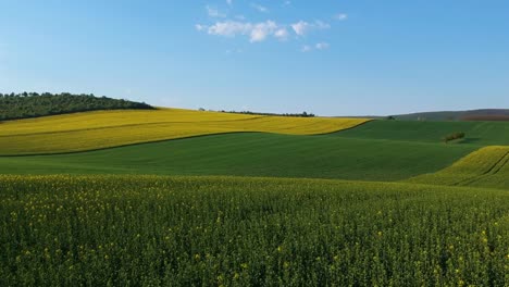 Aerial-shot-of-a-blooming-rapeseed-plantation,-flying-closely-above-the-crops,-then-ascending-over-the-hilly-field