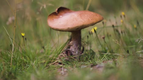 the mushroom stands alone in a meadow of tall grass and wildflowers, creating a peaceful natural scene