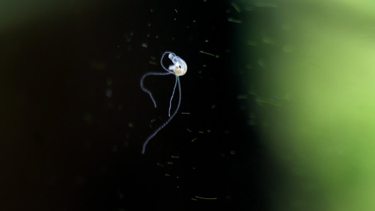 hidra con el cuerpo contraído y los tentáculos colgando