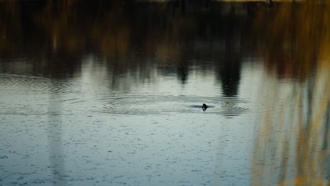 Zeitlupenschwenk-Eines-Vogels,-Der-Auftaucht,-Nachdem-Er-Im-Fluss-Nach-Nahrung-Getaucht-Ist