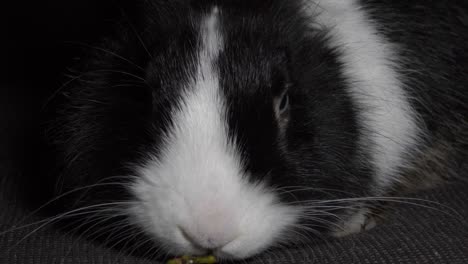 dwarf rabbit gnaws a branch, close-up