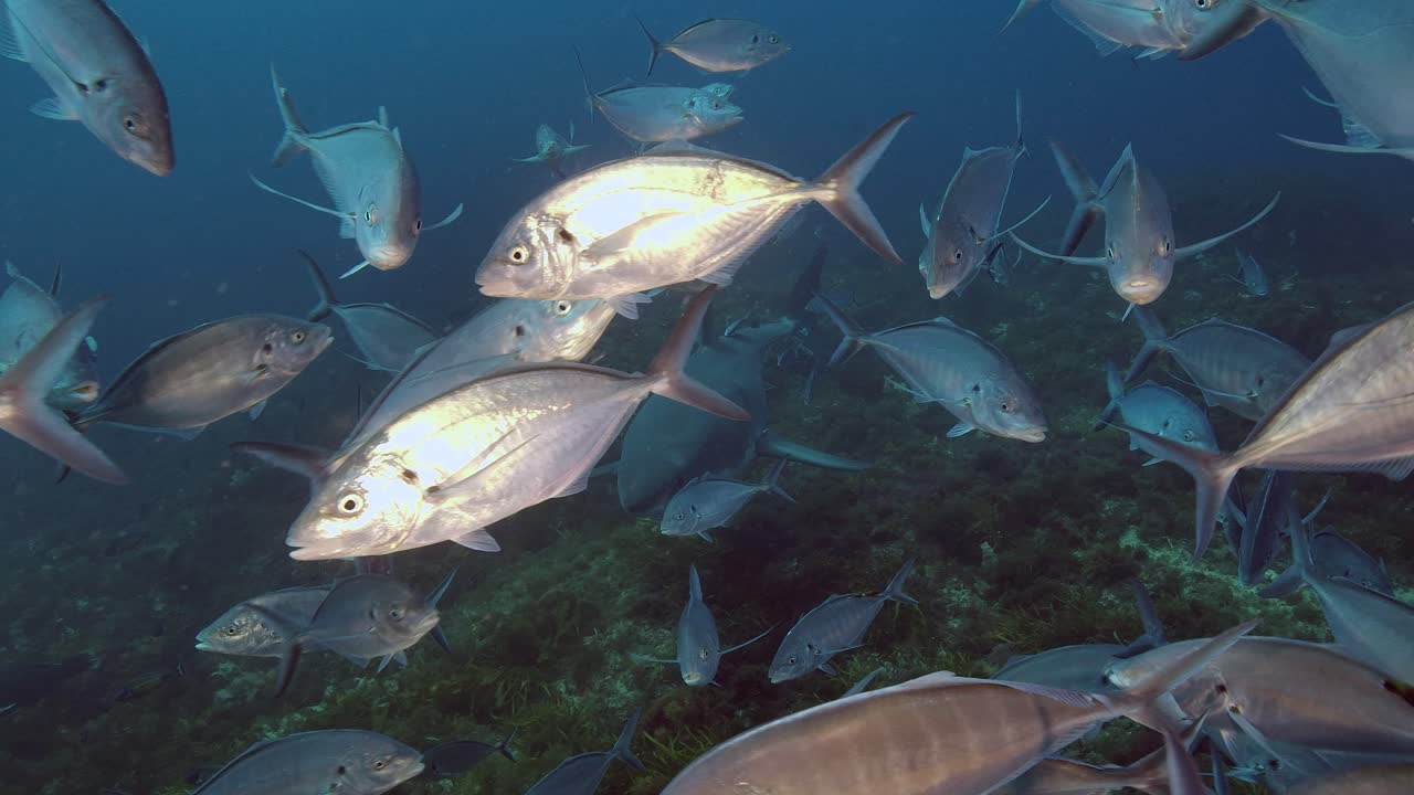 백상아리 carcharodon carcharias 해왕성 제도 사우스 오스트레일리아 슬로우 모션 4k