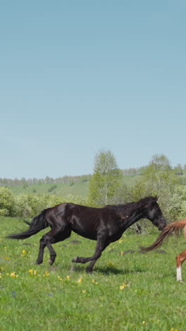 purebred dark and buckskin horses run and play on green field with yellow flowers against hills slow motion. graceful equine animals activity at wild land