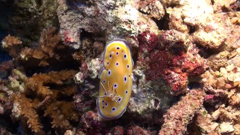 Nacktschnecke-Auf-Einem-Korallenriff-Im-Roten-Meer