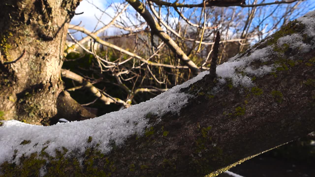 Close up view gliding along a large tree branch that has white fluffy first winter snow covering it during a sunny day. Tree branch has thick and lush green moss and lichens on it