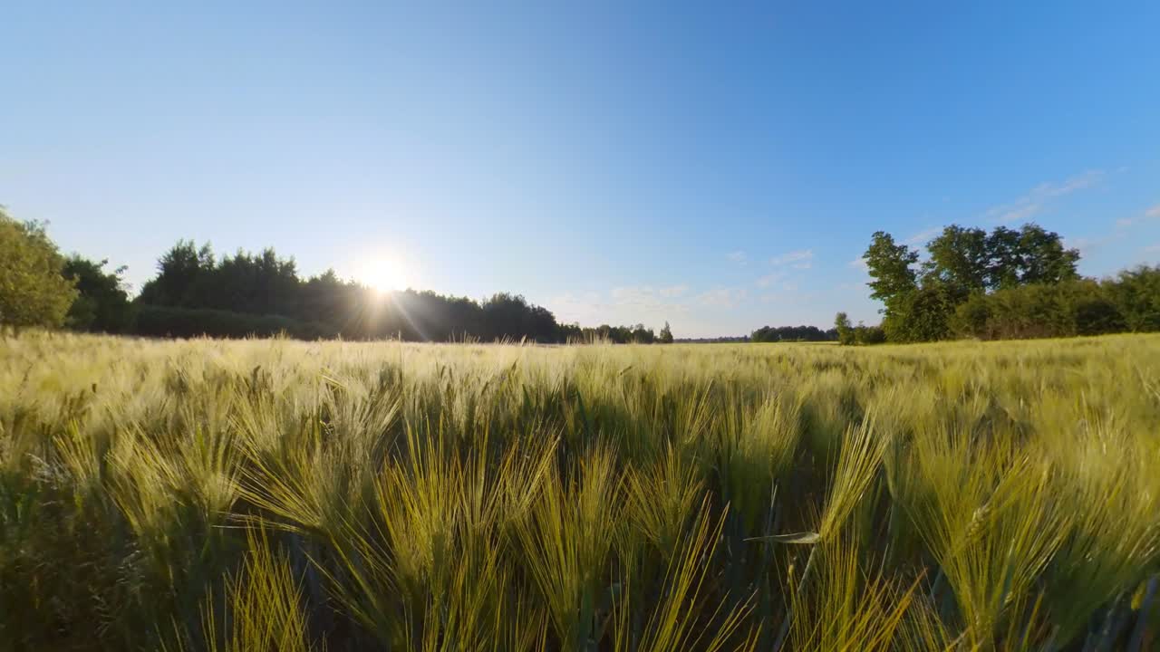 Cereal Agriculture Crops Field Illuminated By Sunrise