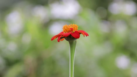 bright mexican sunflower waved against the slow breeze in nature, blurry greenish background