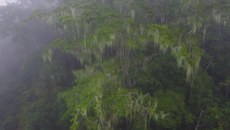 misterioso albero tropicale nella foresta pluviale amazzonica tra la densa nebbia