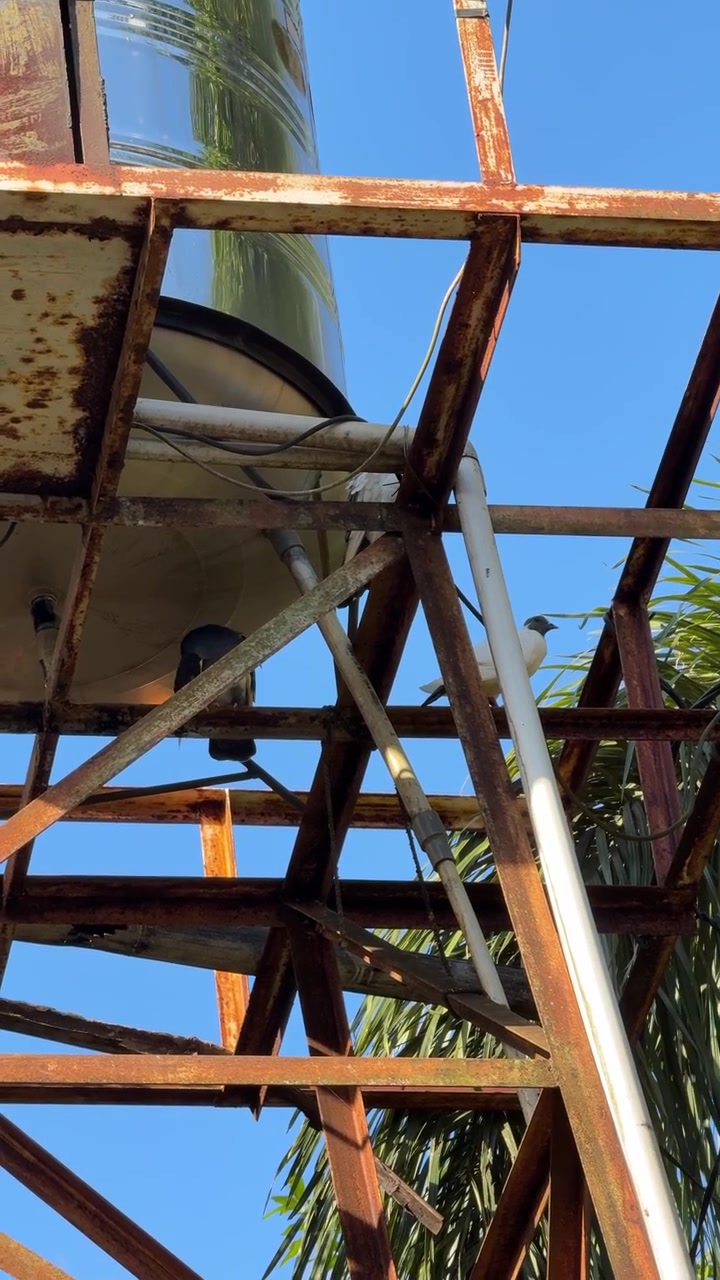 Two Pigeons Perched on a Rusty Metal Water Tank Structure