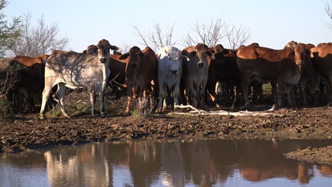 cattle near watering hole at sunset in the australian outback