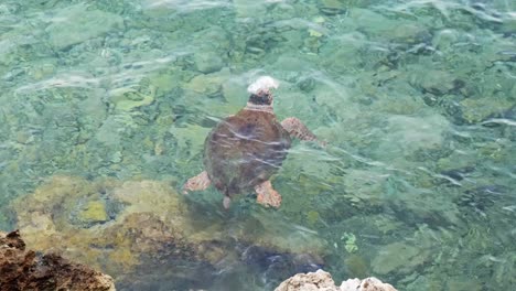 loggerhead turtle swimming rocky shoreline of mani peninsula aegean sea